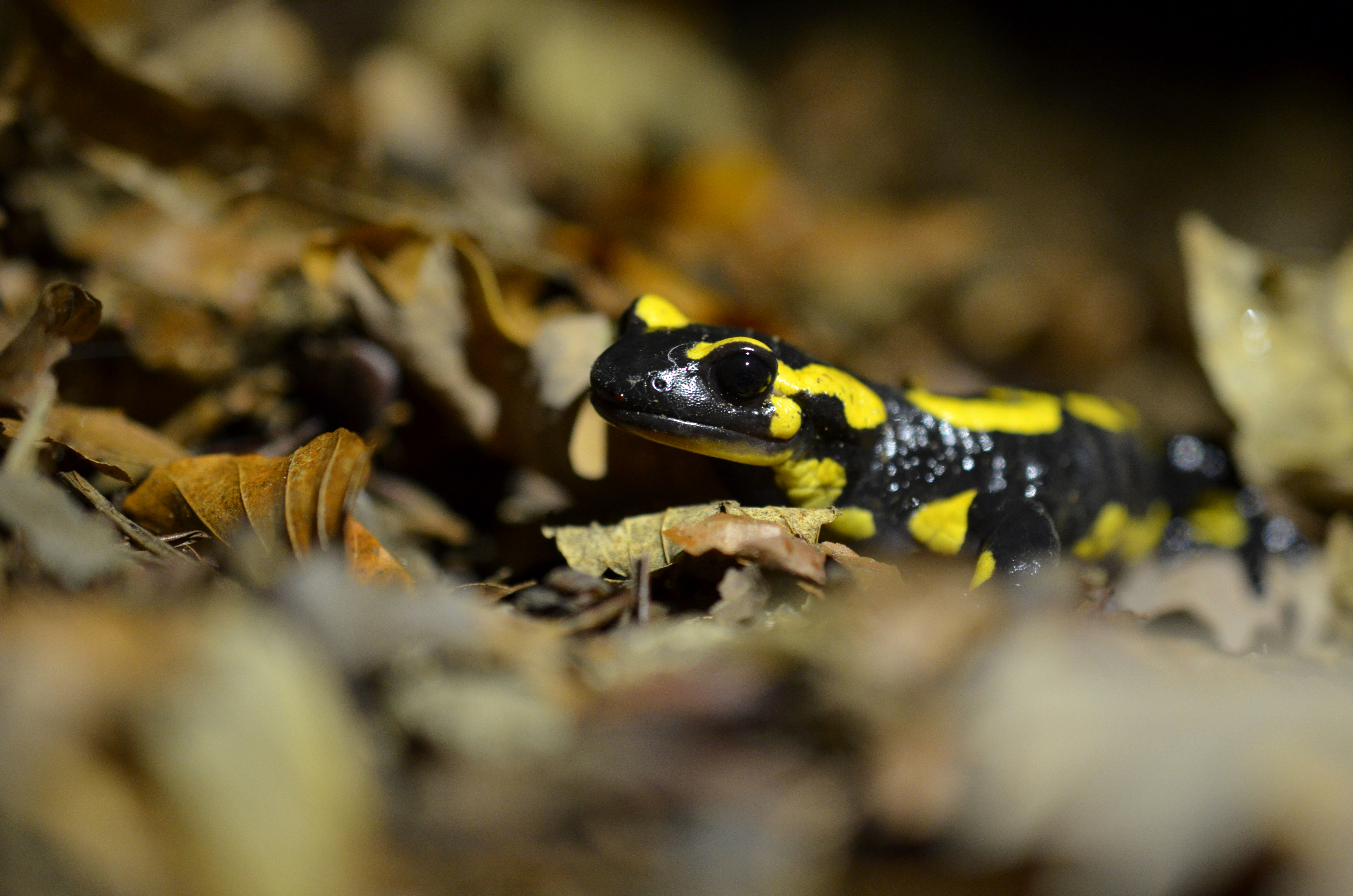 Salamandre tachetée - © Philomin Briot
